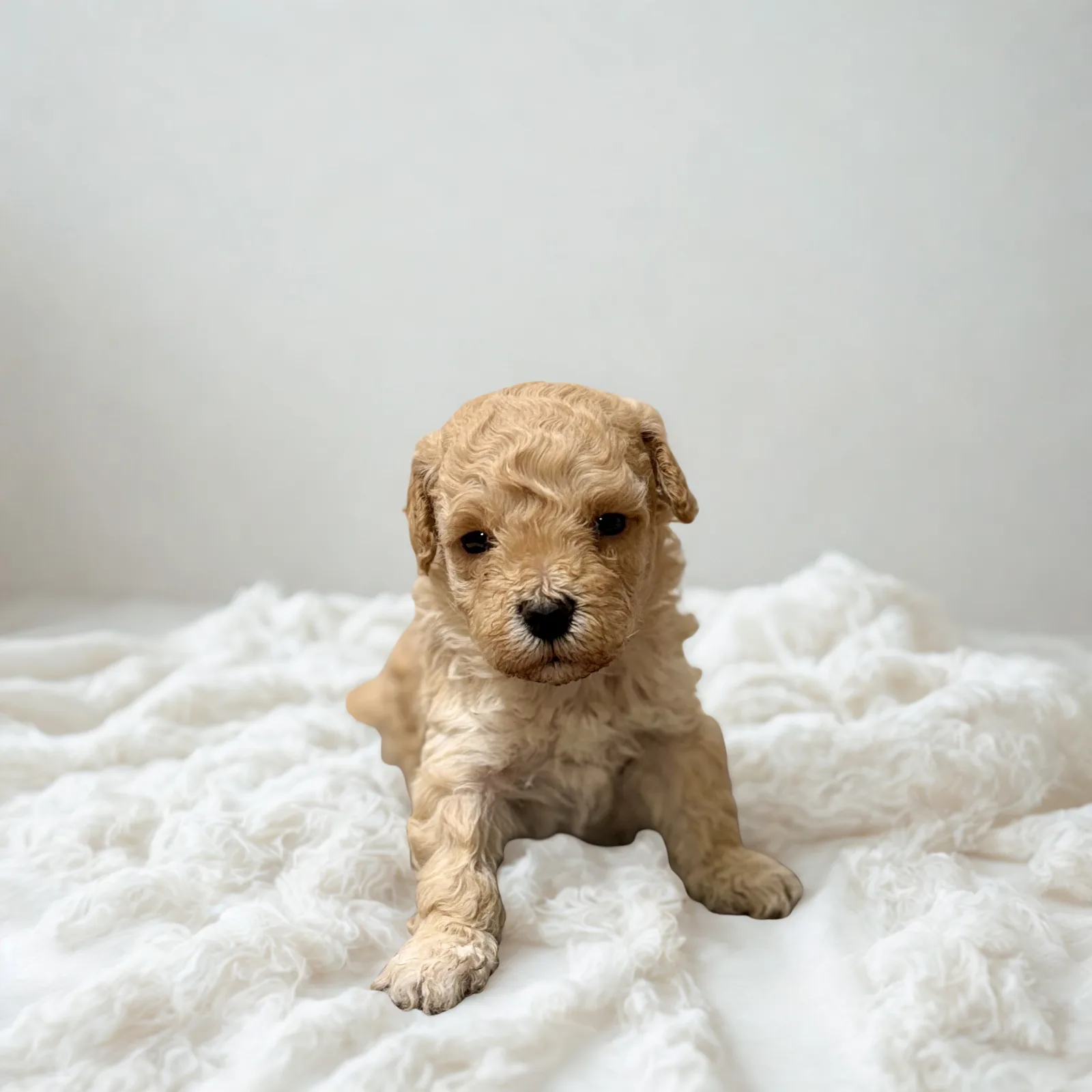 Maltipoo named Daisy