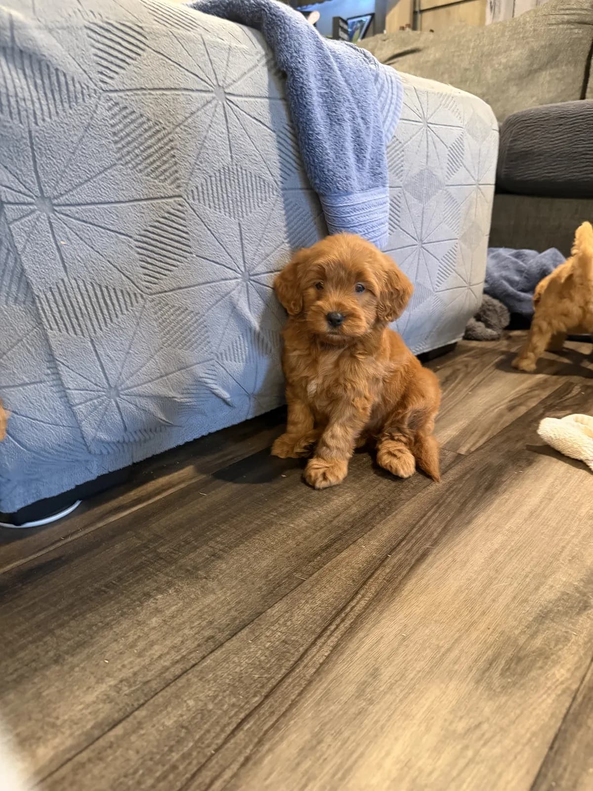 Micro Mini Goldendoodles